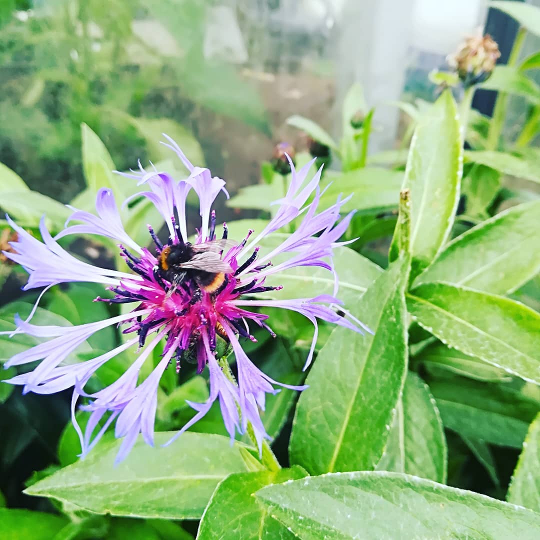 tuin