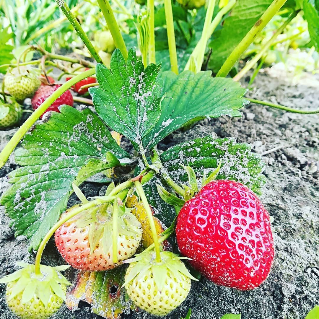 tuin