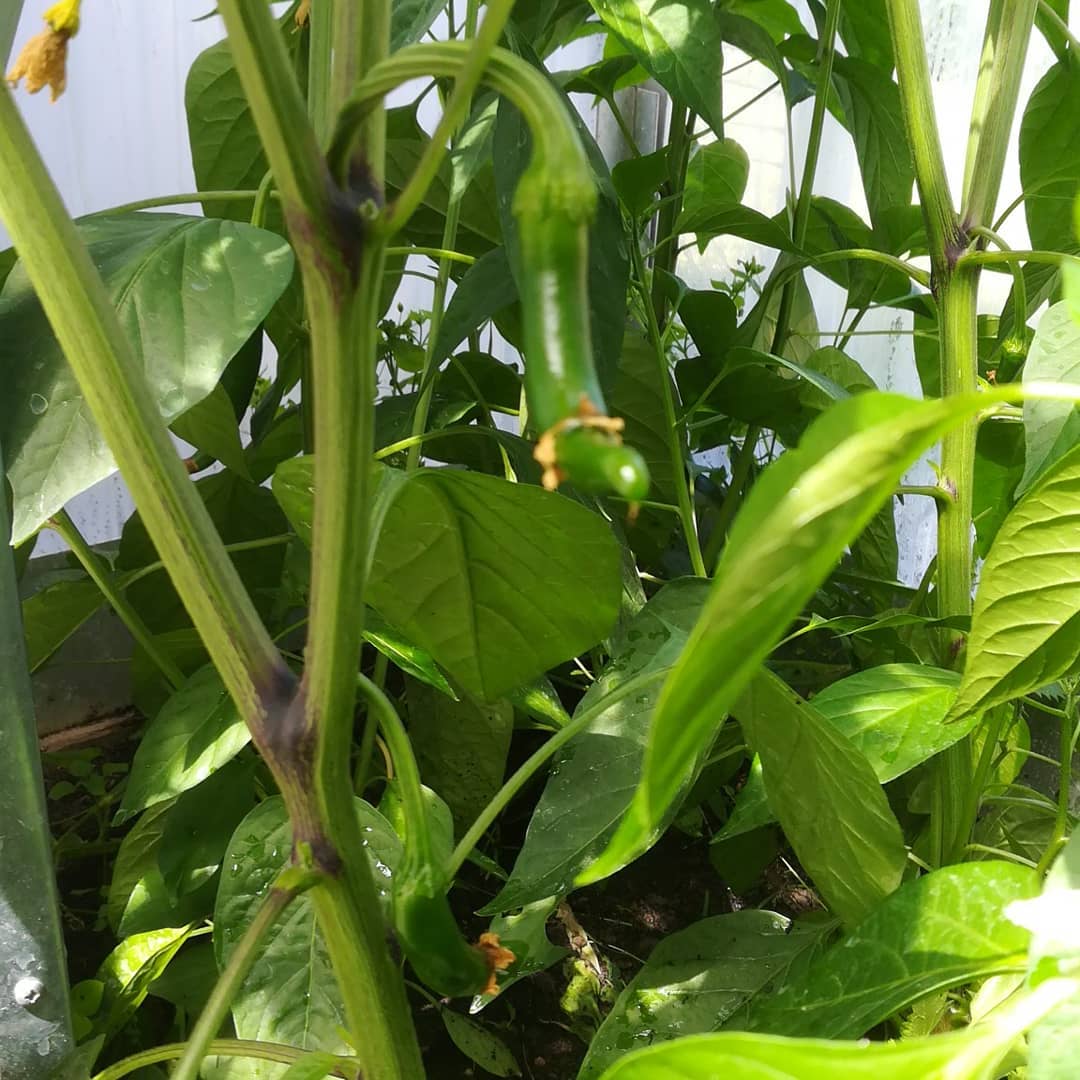 tuin