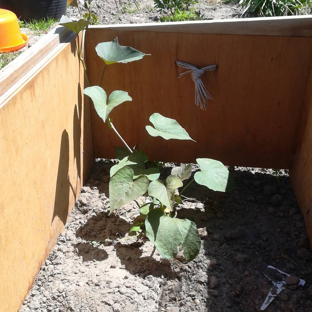 tuin