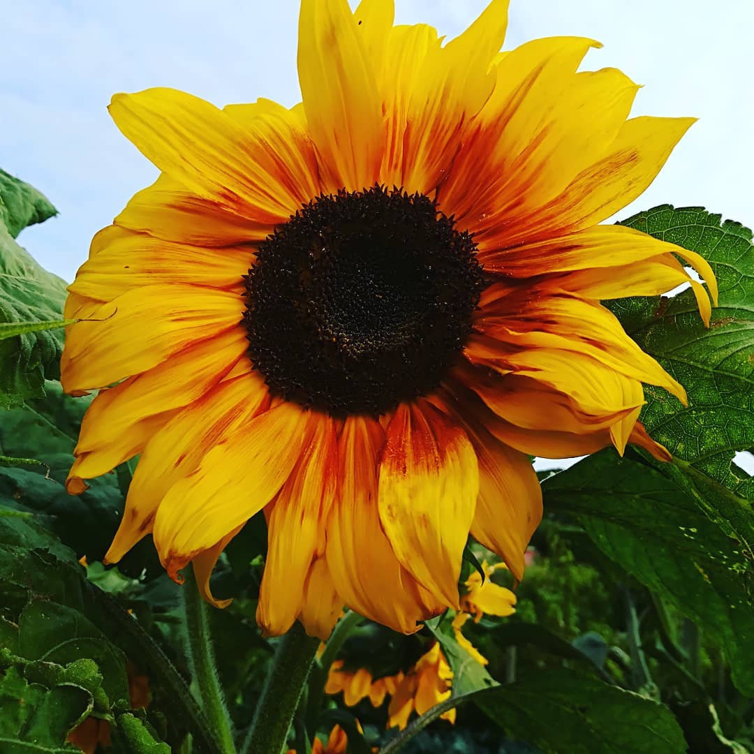 tuin