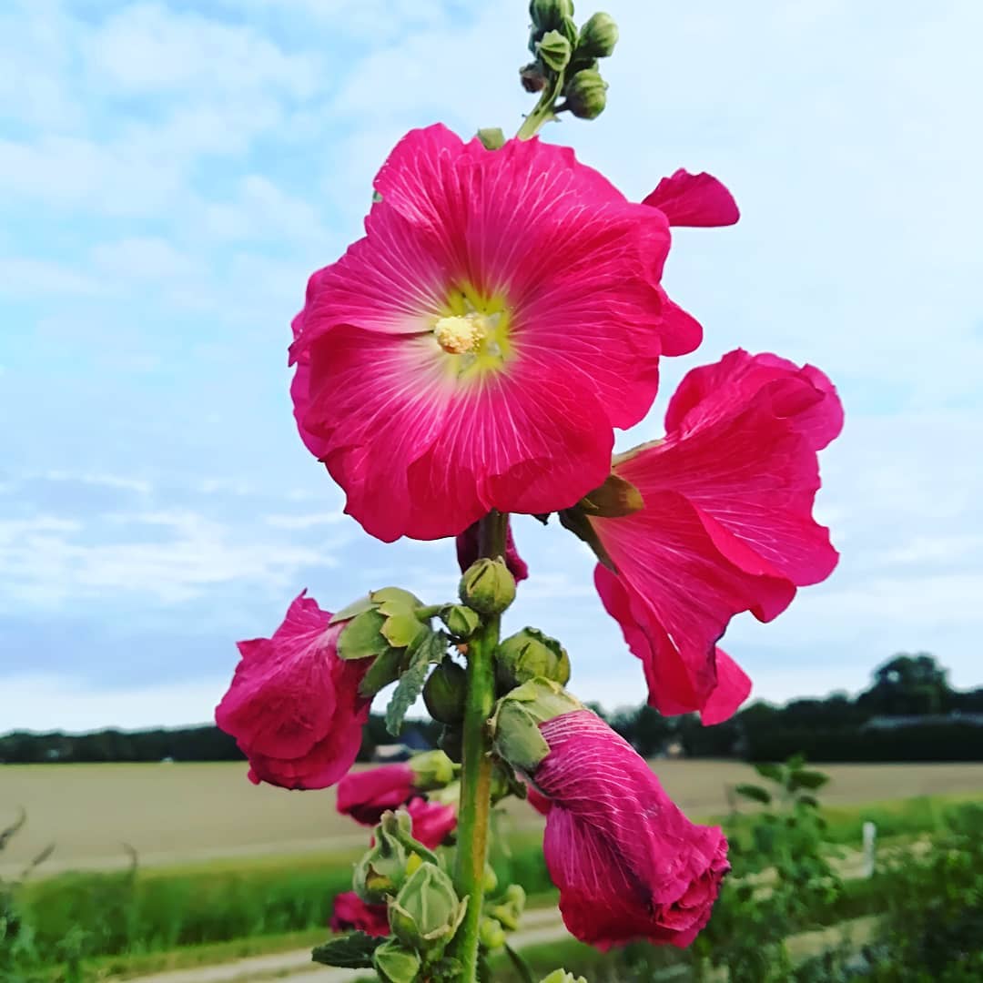 tuin