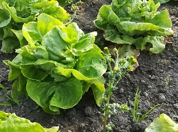 groene links