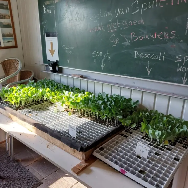 Trays met jonge koolplantjes, klaar om uitgedeeld te worden