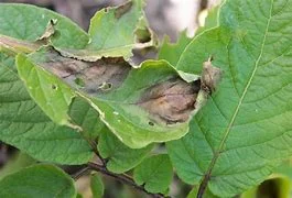 Phytophthora in de aardappels gesignaleerd