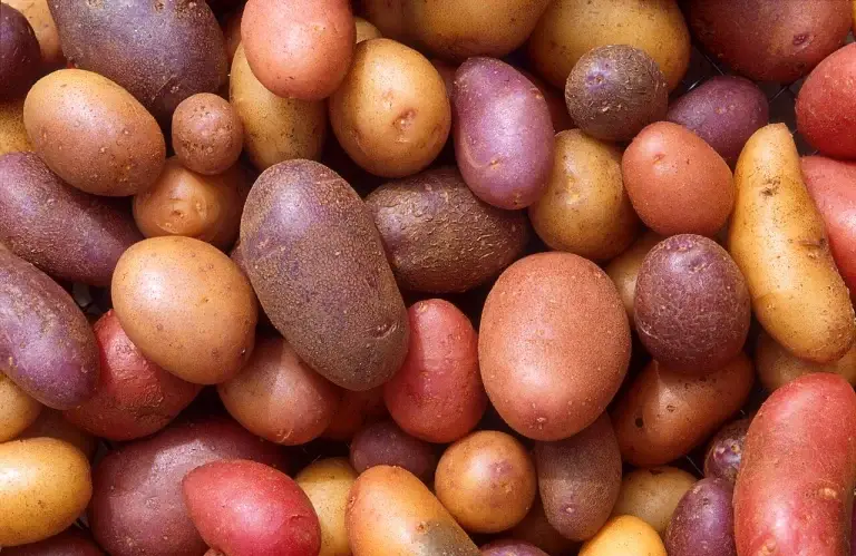Brainstormavond over aardappels telen op de moestuin