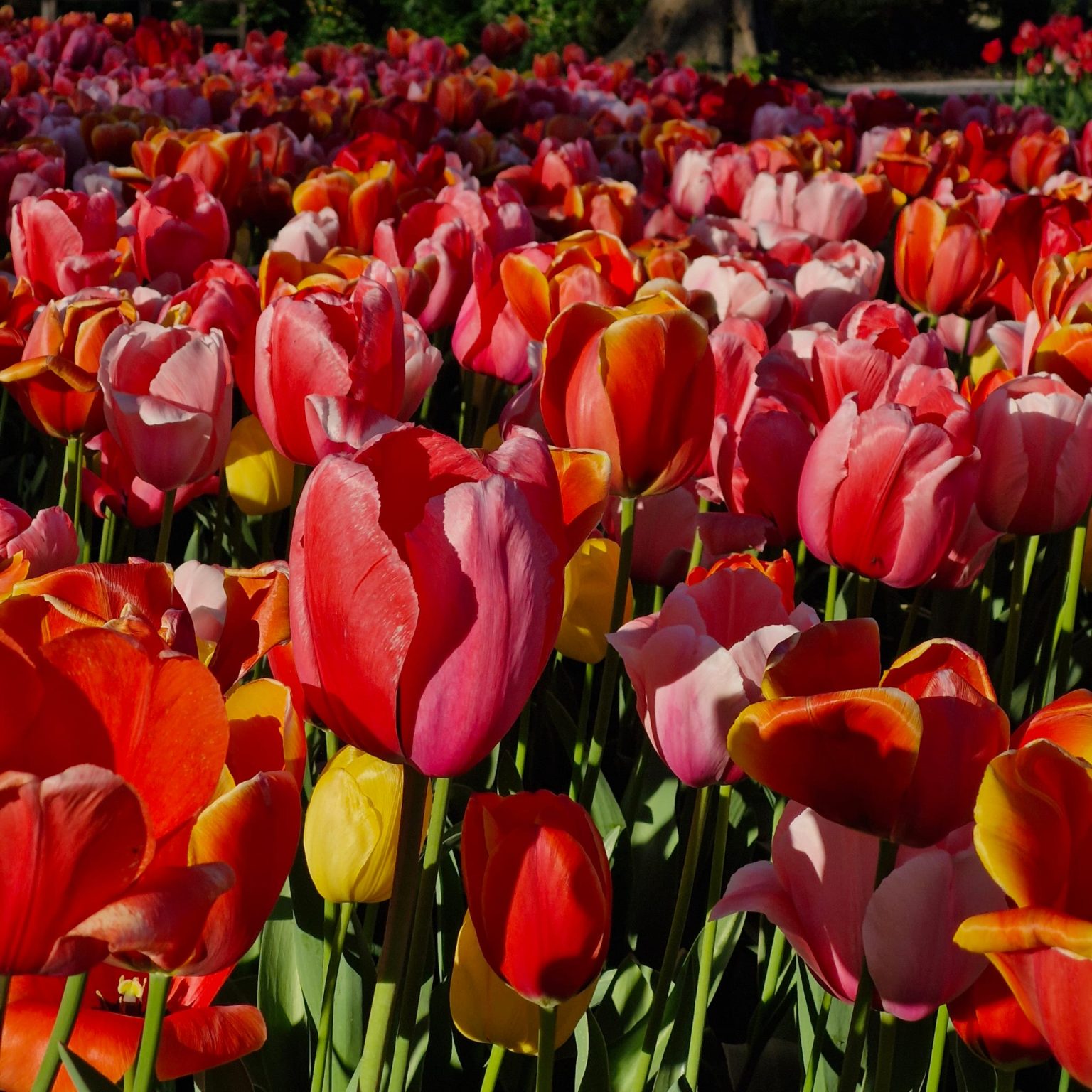 IMG-20250418-WA0006