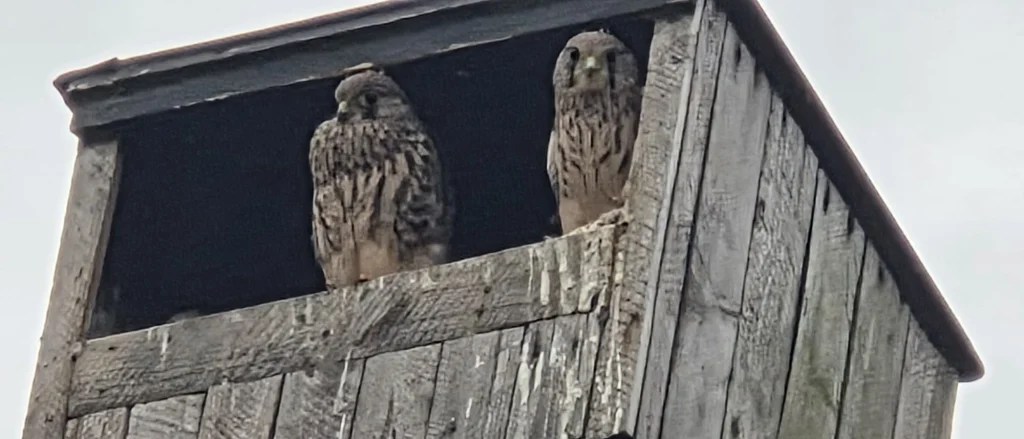 Jonge torenvalken in de nestkast op het complex